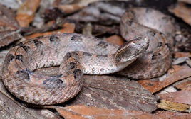 Báo động số ca rắn cắn tăng mạnh mùa hái điều