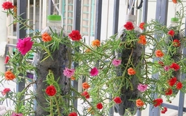 Lời khuyên đến những người đang trồng hoa mười giờ