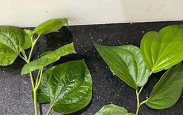 Loại lá gây "lú diện rộng", 10 người thì 9 người chọn sai, cả cõi mạng thi nhau phân biệt