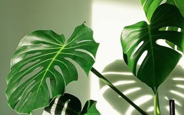 5 việc cần làm với trầu bà lá xẻ ngay bây giờ