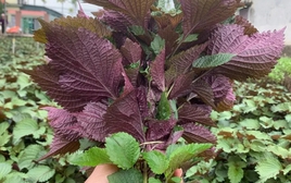 Lời khuyên đến những gia đình đang trồng cây tía tô