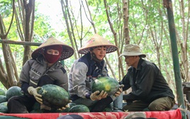 Giá dưới 3.000 đồng/kg, nông dân vựa dưa hấu lớn nhất Quảng Trị lỗ triền miên