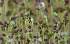 5 loại rau “đại bổ”, nên trồng ngay trong nhà: Chỉ 7 ngày là được thu hoạch