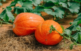 Lời khuyên đến những gia đình đang trồng cây bí đỏ