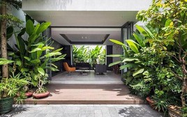 3 loại cây chớ nên đặt trước cửa