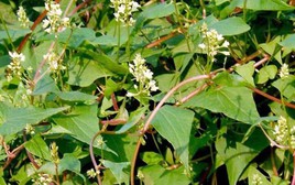 Loại cây chống rụng tóc cực đỉnh, dưỡng tóc đen mượt, đặc biệt tốt cho nam giới: Mọc dại đầy Việt Nam