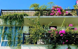 3 loại cây trồng ngoài ban công giúp kích hoạt tài lộc tháng 5