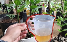 5 "nước uống" yêu thích nhất của cây kim tiền