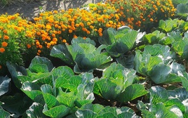 7 loại cây xua đuổi sâu bệnh trong vườn nhà: Hãy trồng ngay