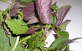 Uống nước lá tía tô có tác dụng gì?