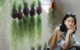 Thú chơi "cây không khí" giải nhiệt mùa hè: Không đất, không rễ vẫn sống xanh mướt, làm thoáng không gian nhà bạn!