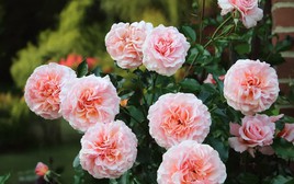 5 loại cây cần cắt tỉa ngay bây giờ