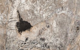 Thủy quái 145 triệu tuổi chưa rõ loài gì "trỗi dậy" ở Cuba