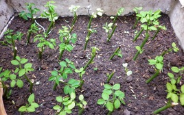 5 loại rau mùa hè dễ trồng nhất, lại nhanh được thu hoạch