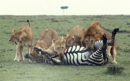 Nghiên cứu ngựa vằn hơn 100 năm, các nhà sinh vật học bối rối vì hóa ra bộ vằn này vốn không phải để ngụy trang