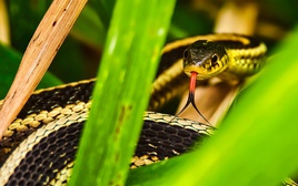 6 loại cây có tác dụng đuổi rắn khỏi nhà