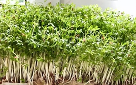 3 loại rau nên trồng ngay: Không cần đất, chỉ 2-20 ngày là có rau ăn