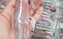 Làm thế nào để phân biệt mực tươi và mực đông lạnh?
