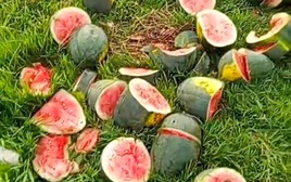 Ruộng dưa hấu sắp thu hoạch bị phá nát ở Nghệ An: Khổ chủ hoàn cảnh khó khăn, tiết lộ từng bị đe dọa