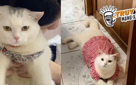 Cô gái ở TPHCM cầu cứu tìm mèo lạc, hứa hậu tạ 10 triệu