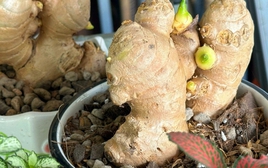 5 lý do nên trồng gừng trong nhà