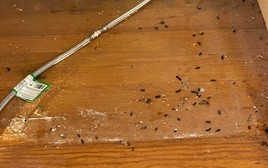 Cảnh báo: Hành động khiến virus bệnh nguy hiểm lây trực tiếp sang người, nhiều người đang làm hàng ngày