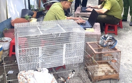 TPHCM: Tạm giữ 28 con chim nuôi nhốt không rõ nguồn gốc