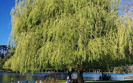 6 loại cây chớ nên trồng trong sân nhà