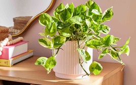 Lợi ích khi trồng cây trầu bà