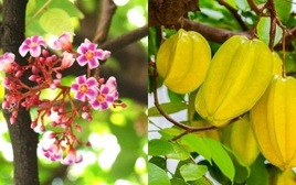 Hiện tượng cây khế nở hoa