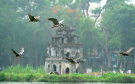 Cảnh tượng ngay tại Hồ Gươm, Hà Nội khiến nhiều người phải thốt lên: Không tin vào mắt mình!