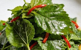 Loại lá bệnh tiểu đường rất sợ: Bổ như sâm, dưỡng sáng mắt, khỏe gan, tốt sức khỏe đủ đường