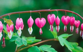 4 loại cây không được cắt tỉa trong tháng 5