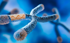 Một lỗi DNA có thể biến chuột cái thành đực: Hy vọng cho con người