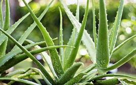 Vì sao nhiều người thích trồng nha đam quanh nhà?