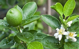 7 lý do tại sao gia đình nào cũng nên trồng ít nhất 1 cây chanh