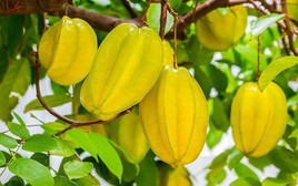 Vì sao ông bà ta hay trồng khế, chanh hoặc bưởi quanh nhà?