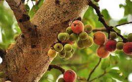 "Cây lành đón lộc": 6 loại cây nên có trong nhà