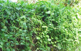 Vì sao người xưa thường trồng cây mồng tơi sát hàng rào?