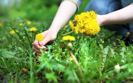 Phát hiện khả năng "tiêu diệt" tế bào ung thư cực đỉnh của loại rau mọc dại đầy Việt Nam