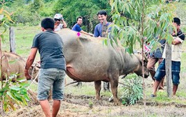 Trâu ‘điên’ húc người ở Đắk Lắk, 4 nạn nhân nhập viện