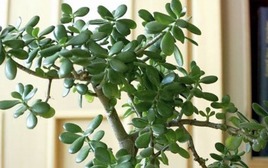 3 loại cây đặt trong nhà có thể sống trăm năm: Được xem như "báu vật" để lại cho con cháu