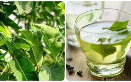 Uống nước vối có tác dụng gì?