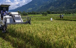 Việt Nam đã triển khai nhiều năm, Indonesia nay mới thử nghiệm cách trồng lúa cho kết quả bất ngờ
