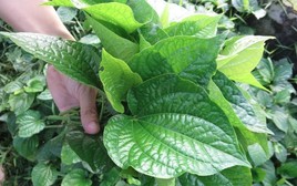 Vì sao nhiều gia đình xưa trồng cây lá lốt sau bếp?