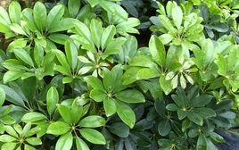 Công dụng của cây ngũ gia bì