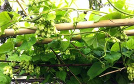3 lý do vì sao bạn nên trồng cây thiên lý trước nhà