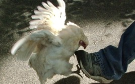 Một cụ ông ở Hưng Yên nguy kịch sau khi gà mổ vào chân