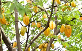 4 lý do vì sao nên trồng một cây khế trong sân nhà