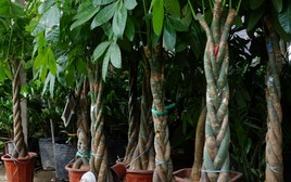 4 cây cảnh có dáng mọc ngược đời, cứ tưởng "lỗi tạo hóa": Có cây mọc rễ từ cành, cây lại ra quả giống hình bàn tay